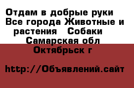 Отдам в добрые руки  - Все города Животные и растения » Собаки   . Самарская обл.,Октябрьск г.